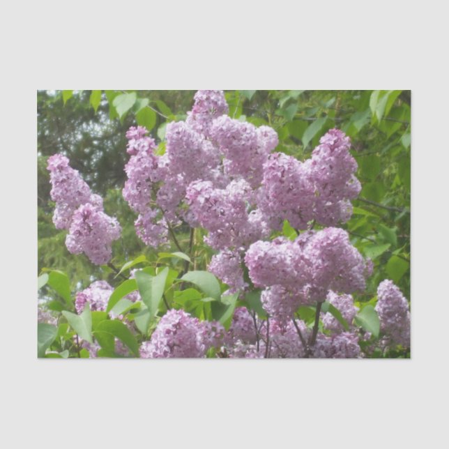 Schöne Lilacs Seidenpapier (Vorderseite)