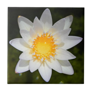 Schöne Lilie des weißen Wassers der Blume Fliese