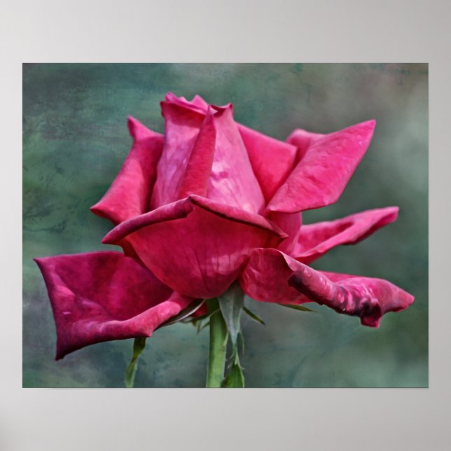 Schöne Magenta Pink Rose Fotokunst Printmedien Poster (Vorne)
