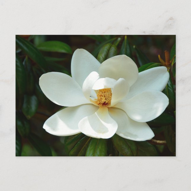 Schöne Magnolia-Blume Postkarte (Vorderseite)
