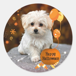 Schöne maltesische Welpe feiert Halloween Runder Aufkleber