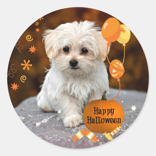 Schöne maltesische Welpe feiert Halloween Runder Aufkleber (Vorderseite)