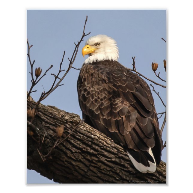 Schöne Mama (Adler) Fotodruck (Vorne)