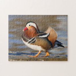 Schöne Mandarin-Duck am Boardwalk