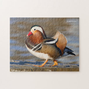Schöne Mandarin-Duck am Boardwalk