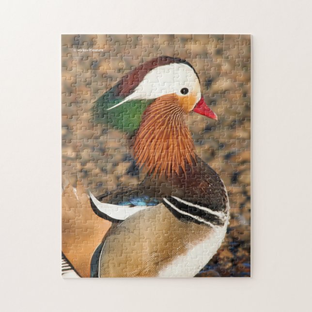 Schöne Mandarin-Duck auf den Felsen (Vertikal)
