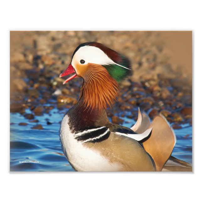 Schöne Mandarin-Duck im Teich Fotodruck (Vorne)