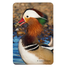 Schöne Mandarin-Duck im Teich Magnet