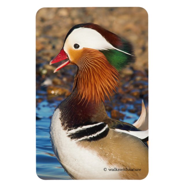 Schöne Mandarin-Duck im Teich Magnet (Vertikal)