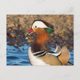 Schöne Mandarin-Duck im Teich Postkarte