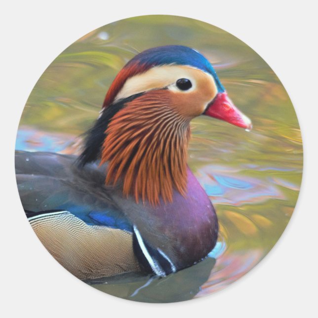 Schöne Mandarin-Duck im Teich Runder Aufkleber (Vorderseite)