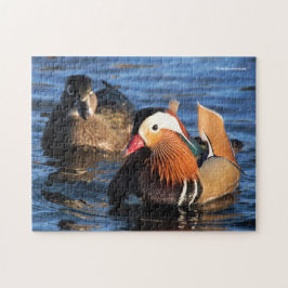 Schöne Mandarin- und Holzducken am Teich
