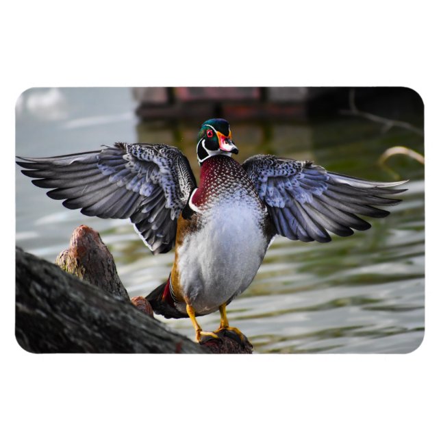 Schöne markante Holzherde Florida Fotografie Magnet (Horizontal)