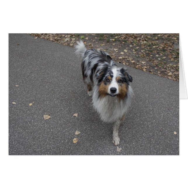 Schöne, mehrfarbige Aussie (Vorderseite (Horizontal))