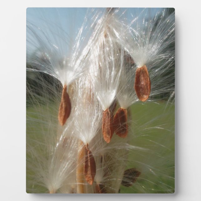 Schöne Milkweed Magie: Ein Skyward-Flugdesign Fotoplatte (Vorderseite)