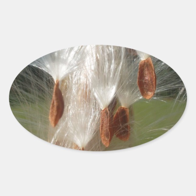 Schöne Milkweed Magie: Ein Skyward-Flugdesign Ovaler Aufkleber (Vorderseite)