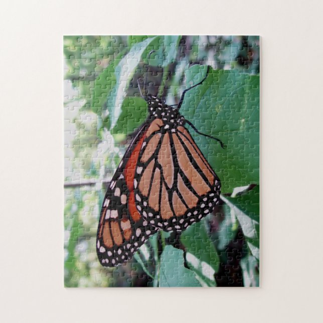 Schöne Monarch Butterfly (Vertikal)