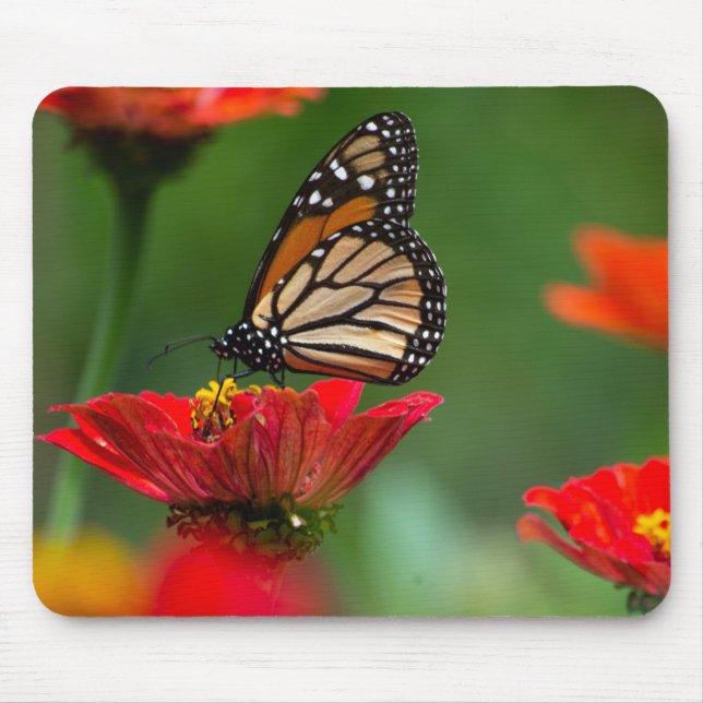 Schöne Monarch Butterfly Mousepad (Vorne)