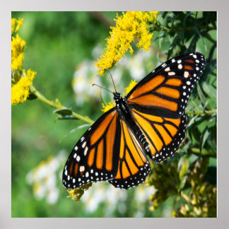Schöne Monarch Butterfly Poster