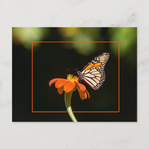 Schöne Monarch Butterfly Postkarte