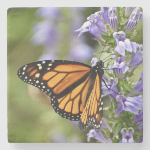 Schöne Monarchfalter auf einer violetten Blume Steinuntersetzer