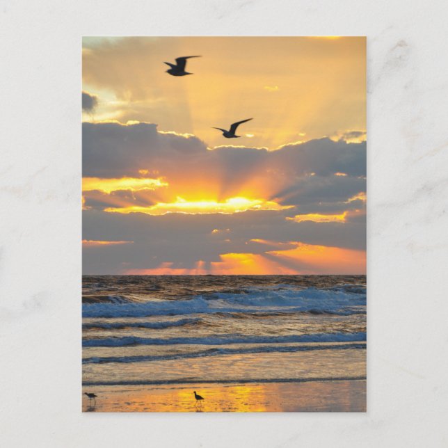Schöne Morning Beach Sonnenaufgang Landschaft Post Postkarte (Vorderseite)