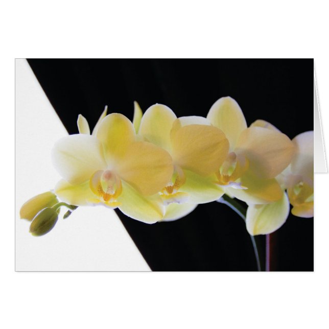Schöne Morning Orchids (Vorderseite (Horizontal))