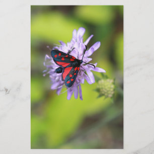 Schöne Moth