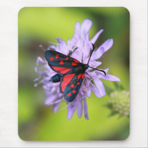 Schöne Moth Mousepad