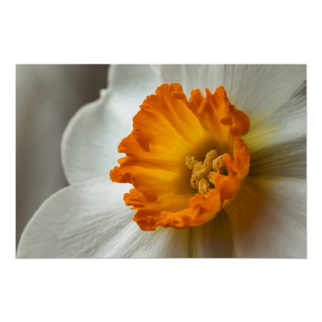 Schöne Narzisse Blüten-Makro Poster (Vorderseite)