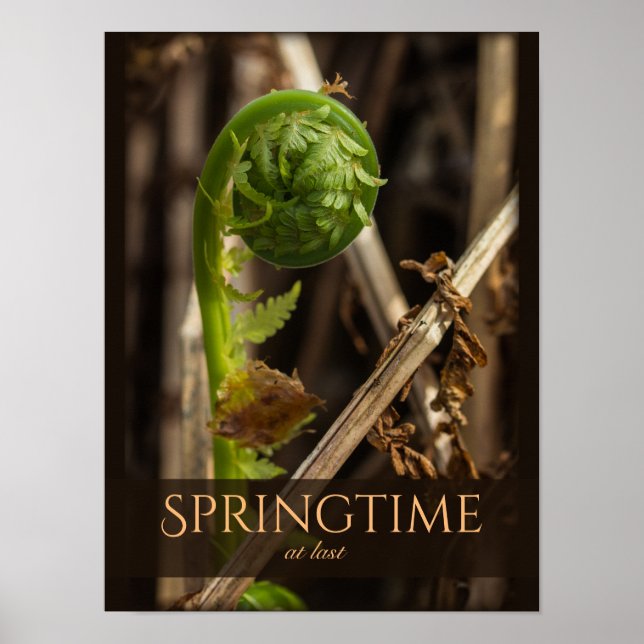 Schöne Natur Junge Farn steigt CC0921 Frühjahr Poster (Vorne)