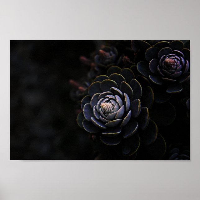 Schöne Natur Pflanze Fotografie Sukkulentes Foto Poster (Vorne)