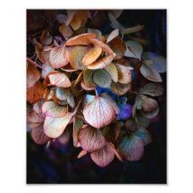 Schöne Naturblumenfotografie