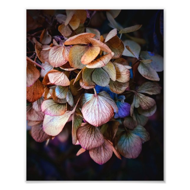 Schöne Naturblumenfotografie Fotodruck (Vorne)
