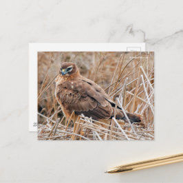 Schöne Northern Harrier Hawk in Marshes Postkarte