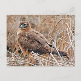 Schöne Northern Harrier Hawk in Marshes Postkarte
