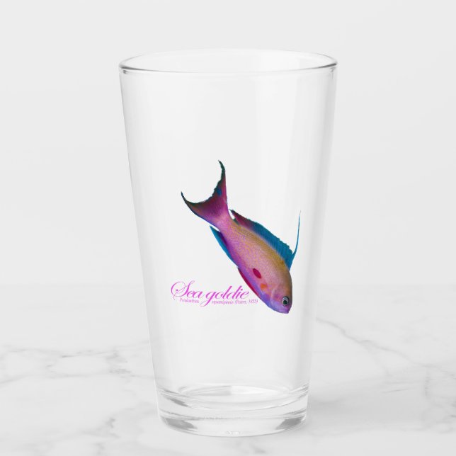 Schöne nuptiale Färbung für Sea Goldy Glas (Vorderseite)