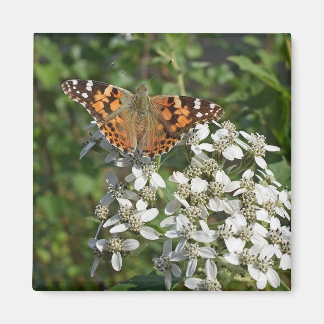 Schöne Orange Butterfly & White Blume Magnet (Vorne)