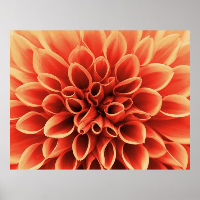 Schöne Orange Dahlia Blume Poster (Vorne)