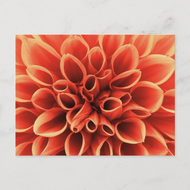 Schöne Orange Dahlia Blume Postkarte (Vorderseite)
