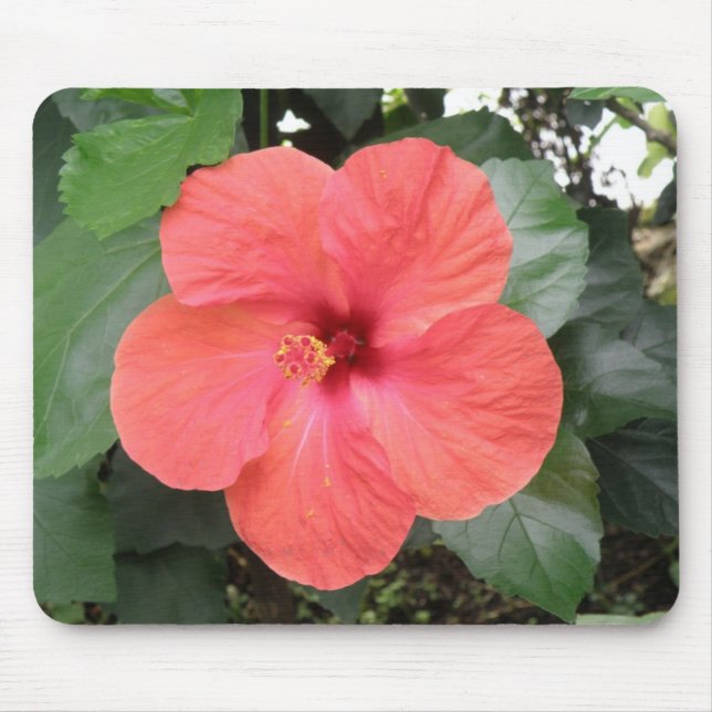 Schöne Orange Hibiskus Blume Mousepad (Vorne)