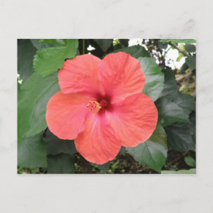 Schöne Orange Hibiskus Blume Postkarte