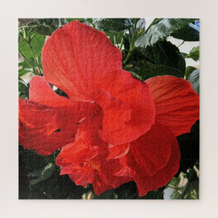 Schöne orange Hibiskusblüten-Foto