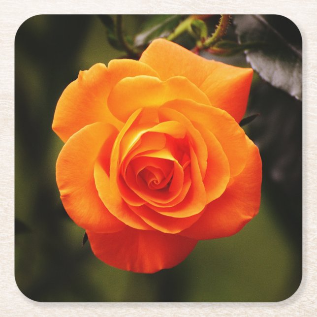 Schöne Orange Rose Rechteckiger Pappuntersetzer (Vorderseite)