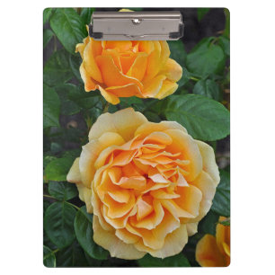 Schöne orange Rosen Klemmbrett