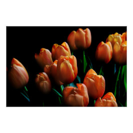 Schöne orange Tulpen auf schwarzem Poster