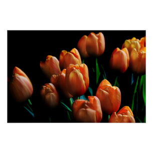 Schöne orange Tulpen auf schwarzem Poster
