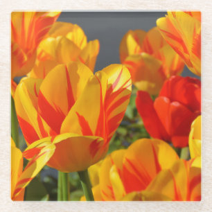 Schöne Orange und Gelbe Tulpen Glasuntersetzer