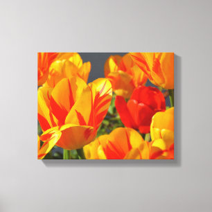 Schöne Orange und Gelbe Tulpen Leinwanddruck