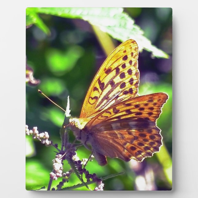 Schöne Orange und Gepunktete Schwarze Schmetterlin Fotoplatte (Vorderseite)